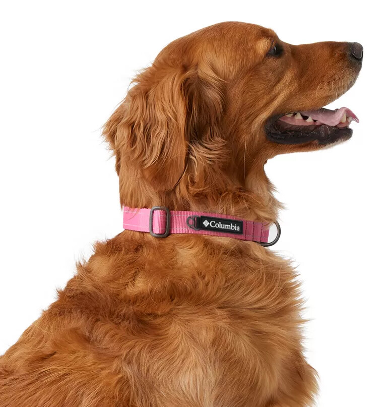silver ridge dog collar